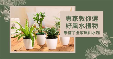 木瓜樹 風水|【風水植物大全】專家教你選好風水植物，學會了全家。